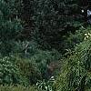 Cupressus nootkatensis 'Pendula', habit