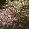 Chamaecyparis pisifera 'Filifera Aureavariegata', habit