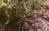 Chamaecyparis pisifera 'Filifera Aureavariegata', habit