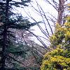 Chamaecyparis pisifera 'Filifera Aureavariegata', habit