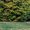 Chamaecyparis pisifera 'Filifera Aureavariegata', habit