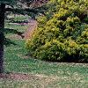 Chamaecyparis pisifera 'Filifera Aureavariegata', habit