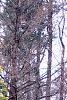 Chamaecyparis pisifera 'Filifera Aureavariegata', habit