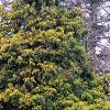 Chamaecyparis pisifera 'Filifera Aureavariegata', habit