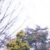 Chamaecyparis pisifera 'Filifera Aureavariegata', habit