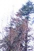 Chamaecyparis pisifera 'Filifera Aureavariegata', habit