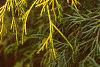 Chamaecyparis pisifera 'Filifera Aureavariegata', leaves