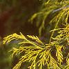 Chamaecyparis pisifera 'Filifera Aureavariegata', leaves