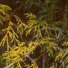 Chamaecyparis pisifera 'Filifera Aureavariegata', leaves