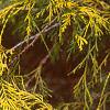Chamaecyparis pisifera 'Filifera Aureavariegata', leaves