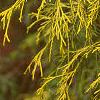 Chamaecyparis pisifera 'Filifera Aureavariegata', leaves