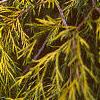 Chamaecyparis pisifera 'Filifera Aureavariegata', leaves