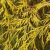 Chamaecyparis pisifera 'Filifera Aureavariegata', leaves