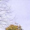 Chamaecyparis pisifera 'Gold Mop', habit