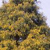 Chamaecyparis pisifera 'Gold Mop', habit