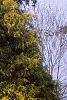 Chamaecyparis pisifera 'Gold Mop', habit