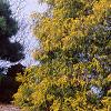 Chamaecyparis pisifera 'Gold Mop', habit
