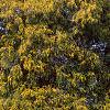 Chamaecyparis pisifera 'Gold Mop', habit