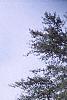 Chamaecyparis pisifera 'Gold Mop', habit