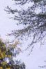 Chamaecyparis pisifera 'Gold Mop', habit