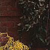 Chamaecyparis pisifera 'Gold Mop', habit