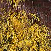 Chamaecyparis pisifera 'Gold Mop', habit
