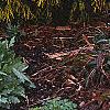 Chamaecyparis pisifera 'Gold Mop', habit