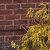 Chamaecyparis pisifera 'Gold Mop', habit