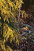 Chamaecyparis pisifera 'Gold Mop', habit