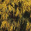 Chamaecyparis pisifera 'Gold Mop', habit