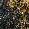 Chamaecyparis pisifera 'Gold Mop', habit