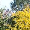 Chamaecyparis pisifera 'Gold Mop', habit