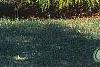 Chamaecyparis pisifera 'Gold Mop', habit