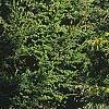 Chamaecyparis pisifera 'Gold Mop', habit