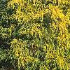 Chamaecyparis pisifera 'Gold Mop', habit