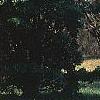 Chamaecyparis pisifera 'Gold Mop', habit