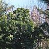 Chamaecyparis pisifera 'Gold Mop', habit