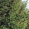 Chamaecyparis pisifera 'Gold Mop', habit