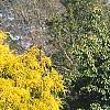Chamaecyparis pisifera 'Gold Mop', habit
