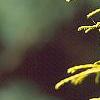 Chamaecyparis pisifera 'Gold Mop', leaves