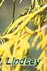 Chamaecyparis pisifera 'Gold Mop', leaves