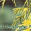 Chamaecyparis pisifera 'Gold Mop', leaves