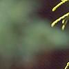 Chamaecyparis pisifera 'Gold Mop', leaves