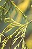 Chamaecyparis pisifera 'Gold Mop', leaves