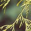 Chamaecyparis pisifera 'Gold Mop', leaves