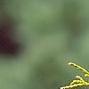Chamaecyparis pisifera 'Gold Mop', leaves