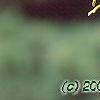 Chamaecyparis pisifera 'Gold Mop', leaves