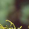 Chamaecyparis pisifera 'Gold Mop', leaves