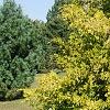 Chamaecyparis pisifera 'Gold Spangles', habit