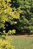 Chamaecyparis pisifera 'Gold Spangles', habit